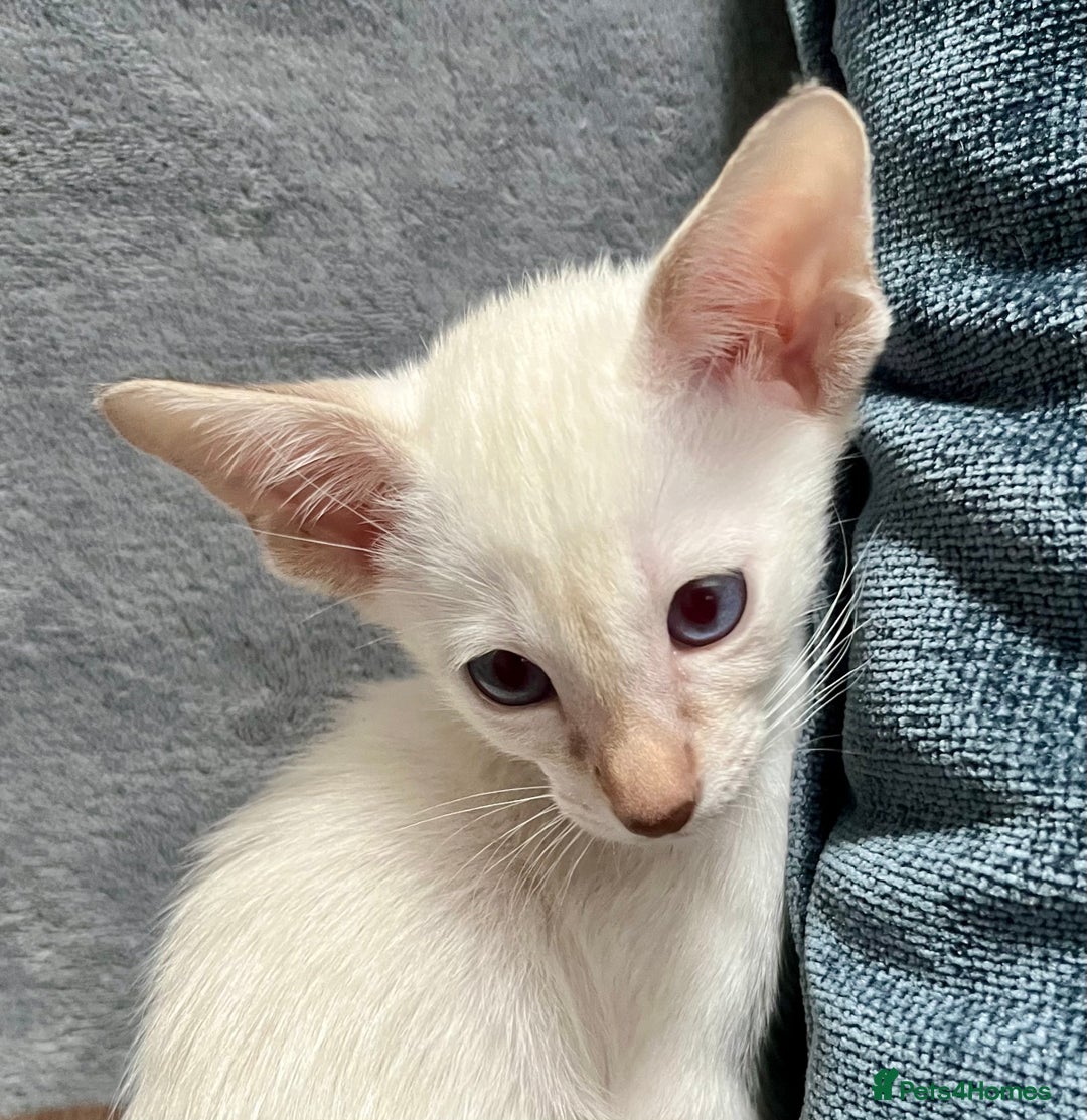 Oriental cats for sale: Oriental and Siamese kittens GCCF reg - Image 10