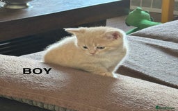 Mixed Breed cats for sale: 5 beautiful kittens ready for new homes  - Image 3