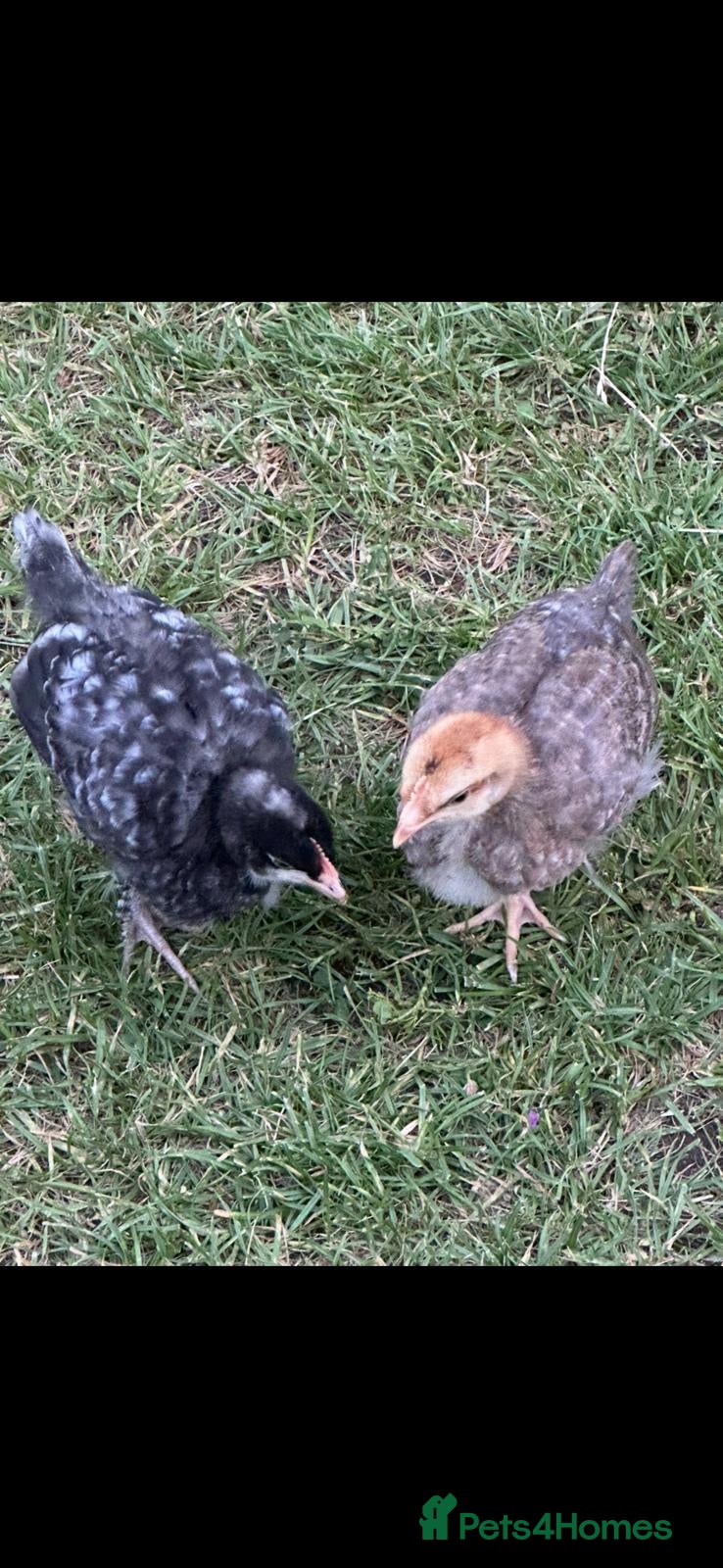 Mixed Breed poultry Chicks - Advert 7