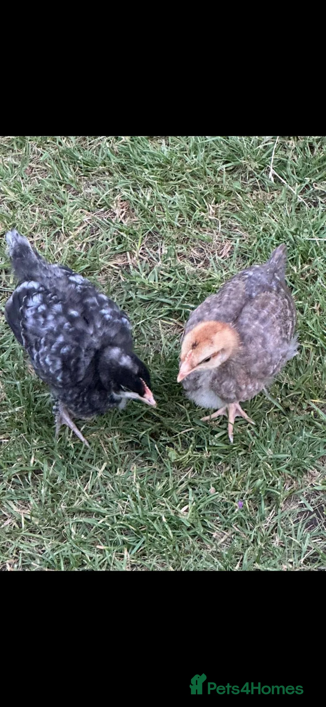 Mixed Breed poultry for sale: Chicks in Ilford - Advert 1