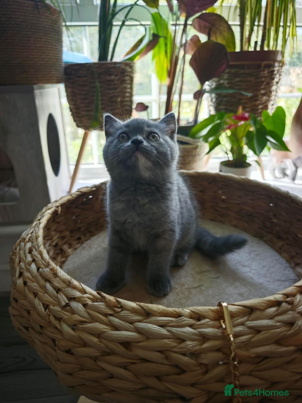 British Shorthair cats Beautiful British Shorthair Kittens  - Advert 2