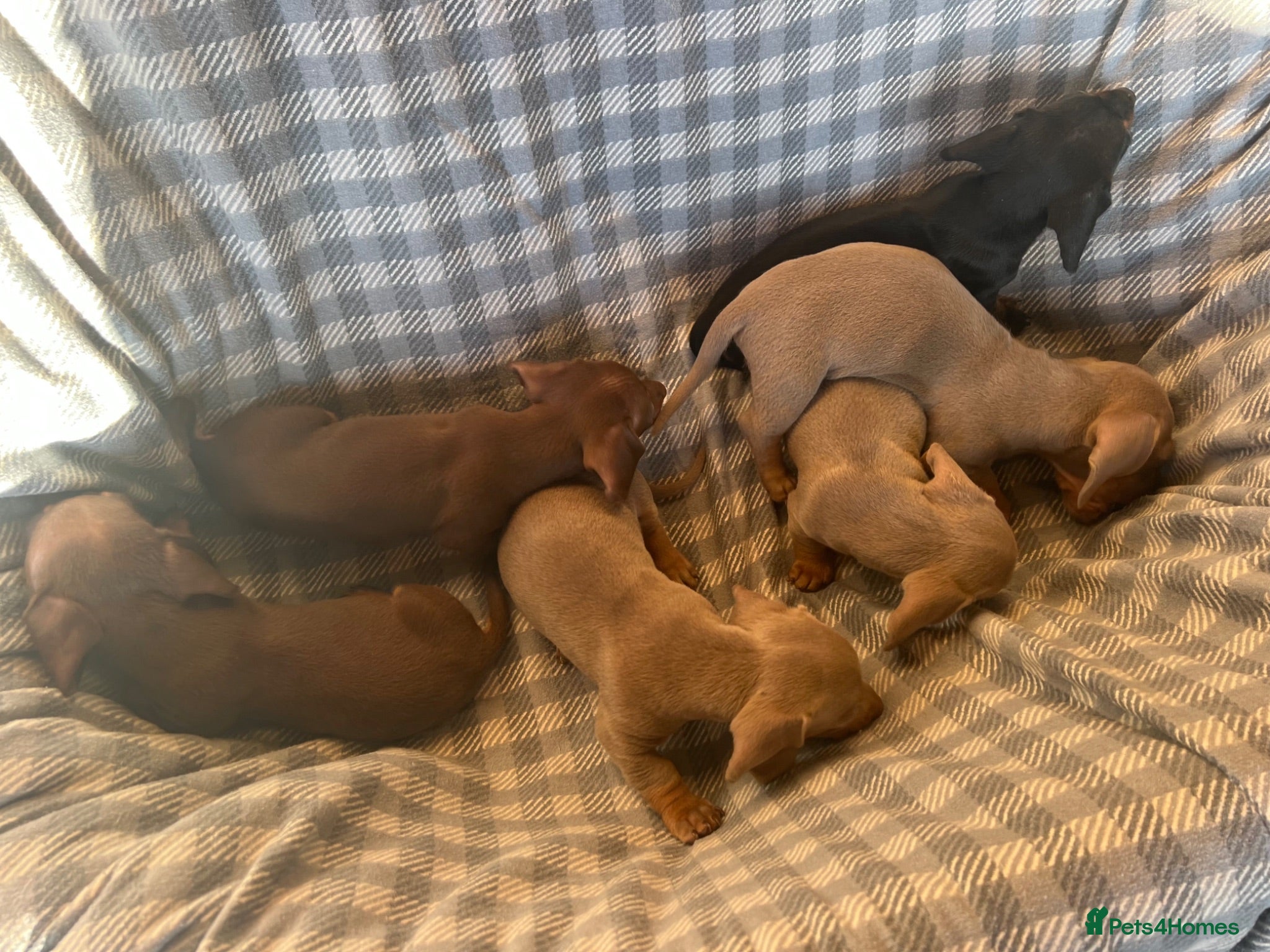 Dachshund dogs MINIATURE DACHSHUND PUPPIES  - Advert 7