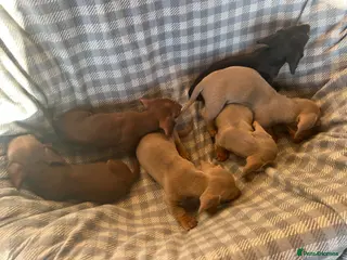 Dachshund dogs MINIATURE DACHSHUND PUPPIES - Advert 7