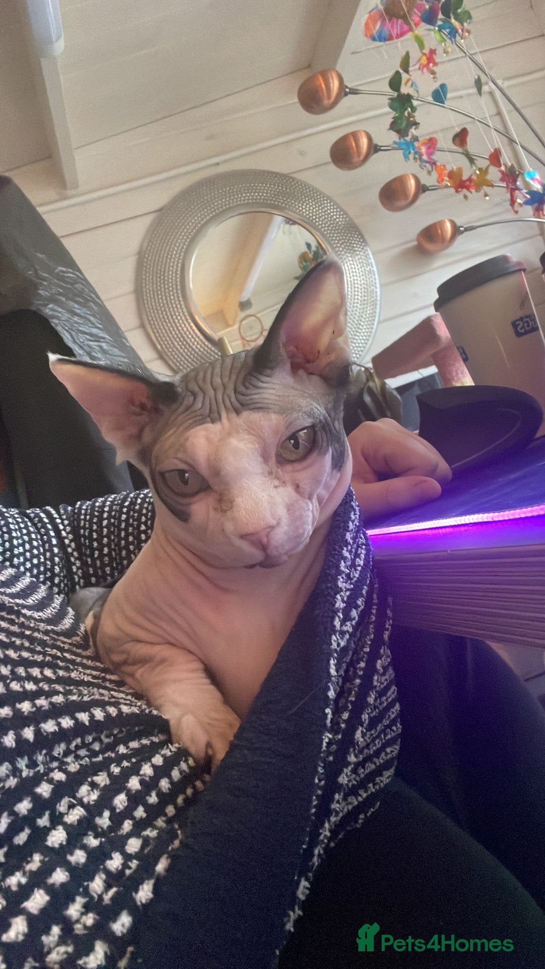 Sphynx cats for sale: 7 year old sphynx female to be rehomed - Image 4