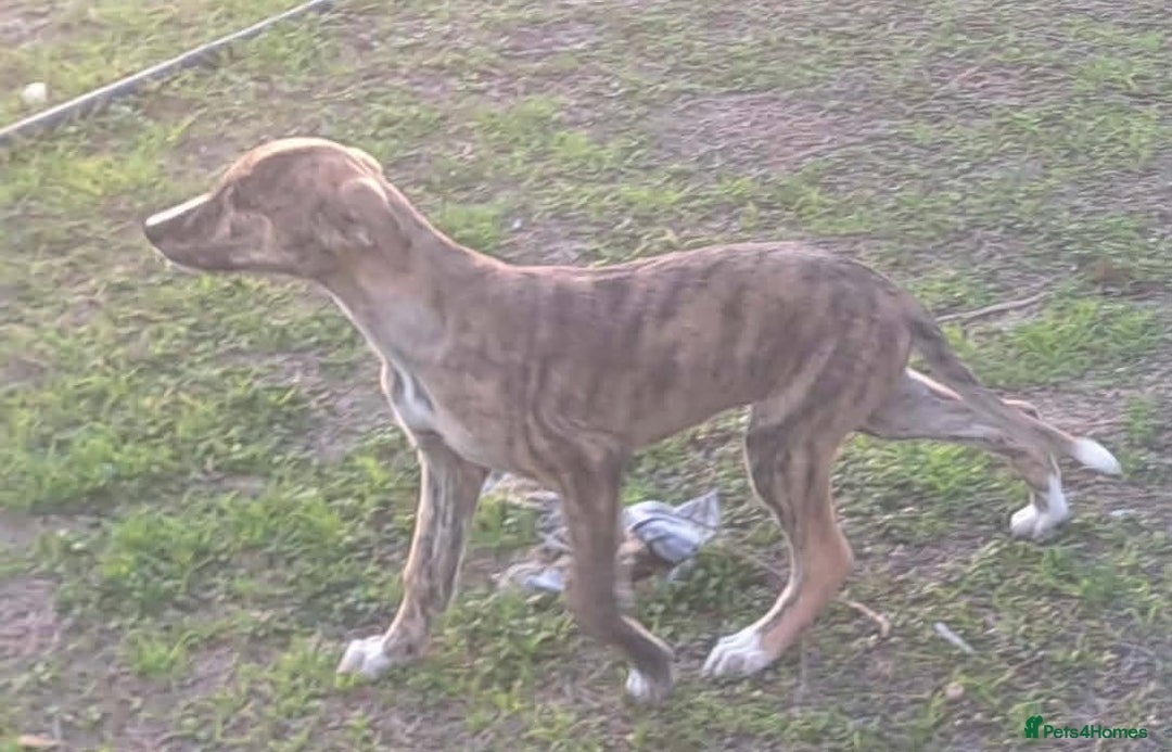 Mixed Breed dogs for adoption: Taz needs a loving home  - Advert 21