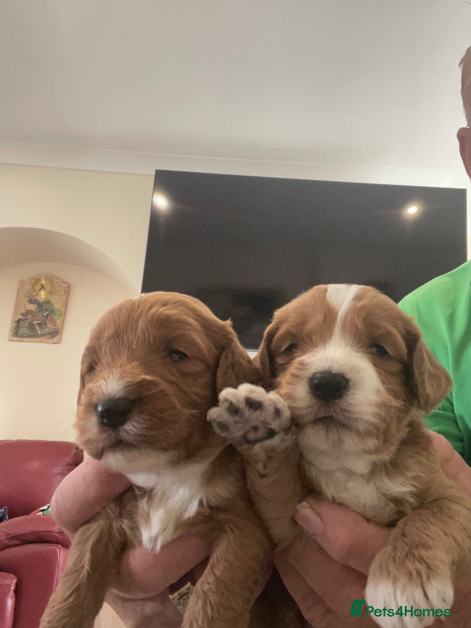 Cockapoo dogs Cockapoo puppies reds boy an girls  - Advert 2