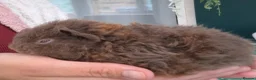 Guinea Pig rodents for sale: SOLD  - Advert 6