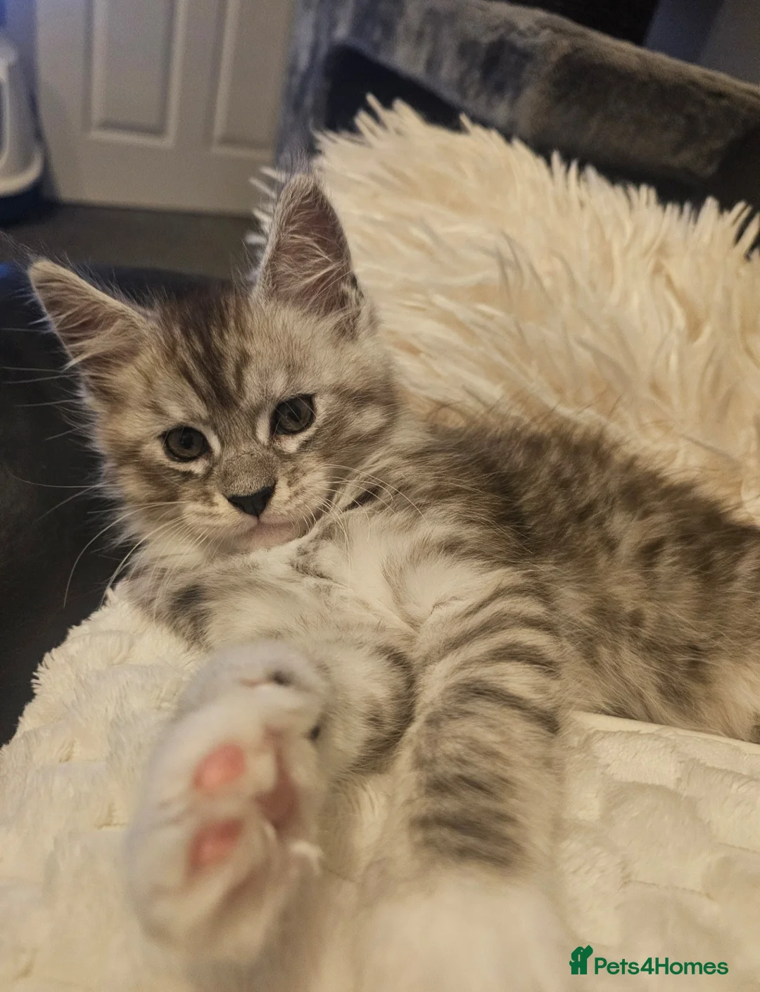 Maine Coon cats for sale: Champion bloodline maine coon kittens TICA - Advert 17