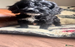 Cockapoo dogs for sale: 1st vac! Extensively health tested F1 cockerpoos   in Goole - Image 22