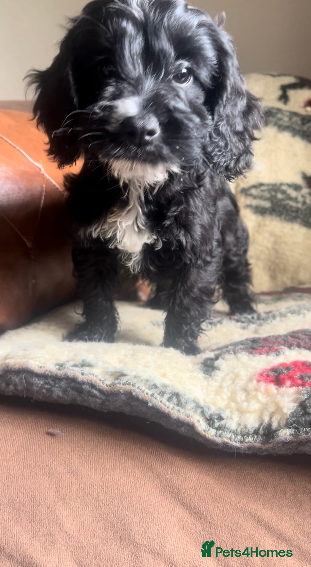 Cockapoo dogs for sale: 1st vac! Extensively health tested F1 cockerpoos   in Goole - Image 22