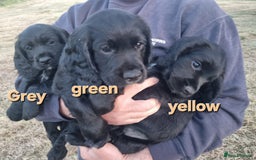 Cocker Spaniel dogs for sale: Stunning Black working Cocker Spaniel Puppies - Image 18