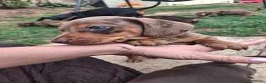 Miniature Dachshund 1