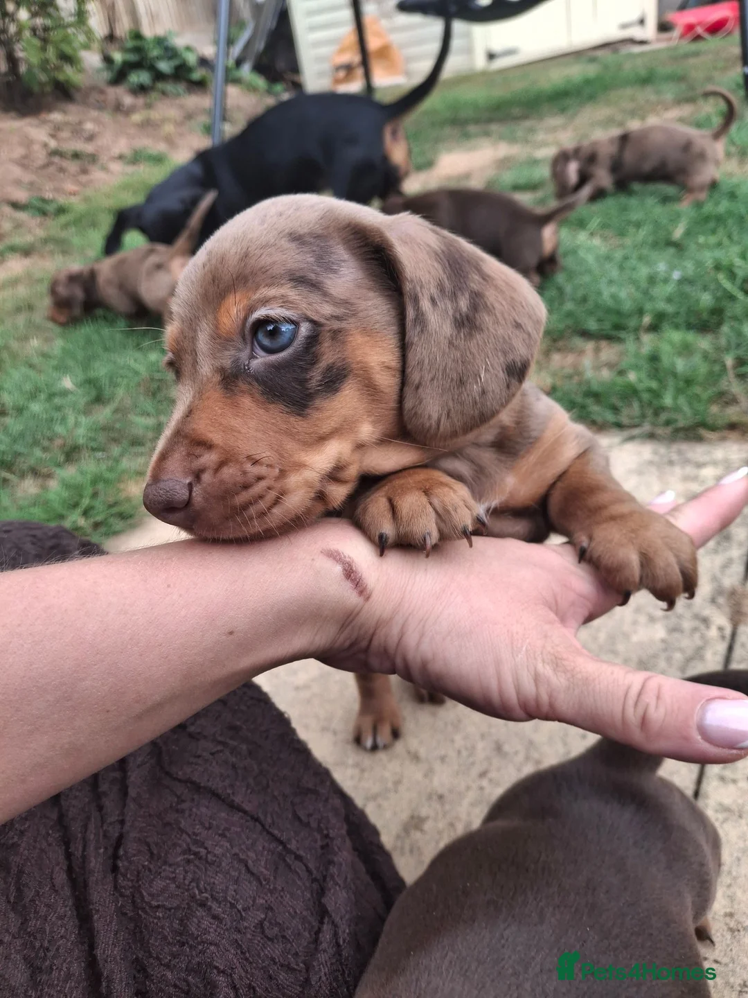Miniature Dachshund dogs for sale: Miniature Dachshund puppies  in Derby - Advert 1