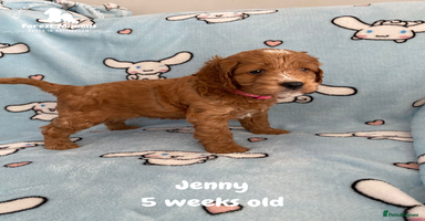 Cockapoo dogs Extensively Tested F1 Cockapoos - Advert 14