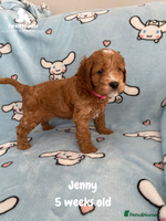 Cockapoo dogs Extensively Tested F1 Cockapoos - Advert 1