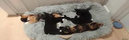Mixed Breed cats for sale: 8 weks old kittens  . 3 girls and 1 boy in Dover - Advert 5