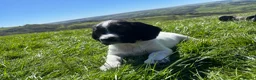 English Springer Spaniel dogs for sale: Gorgeous KC Springer Spaniels with excellent lines - Advert 8