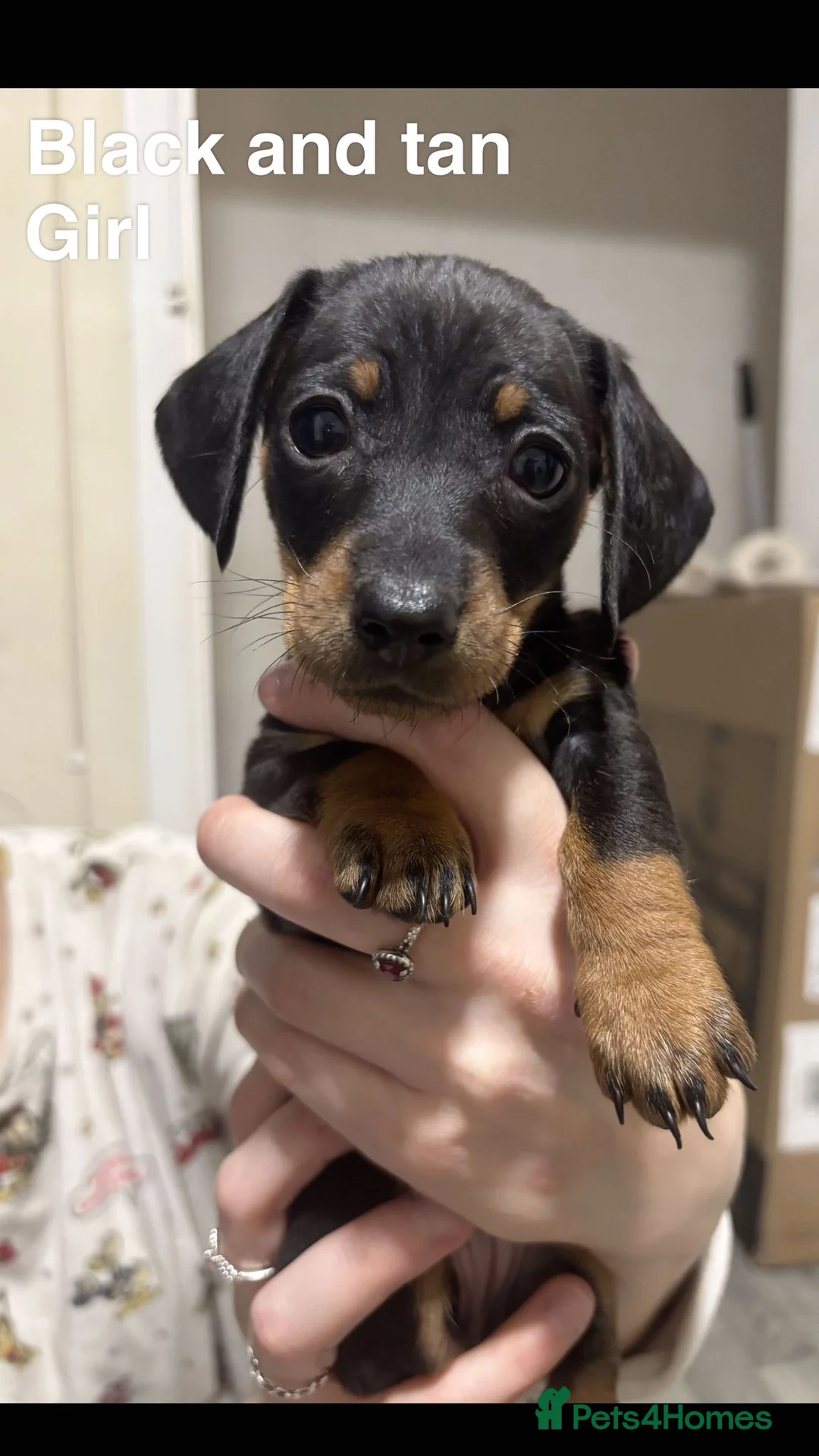 Dachshund dogs for sale: Adorable Dachshunds Dapple & Black & Tan - Advert 7