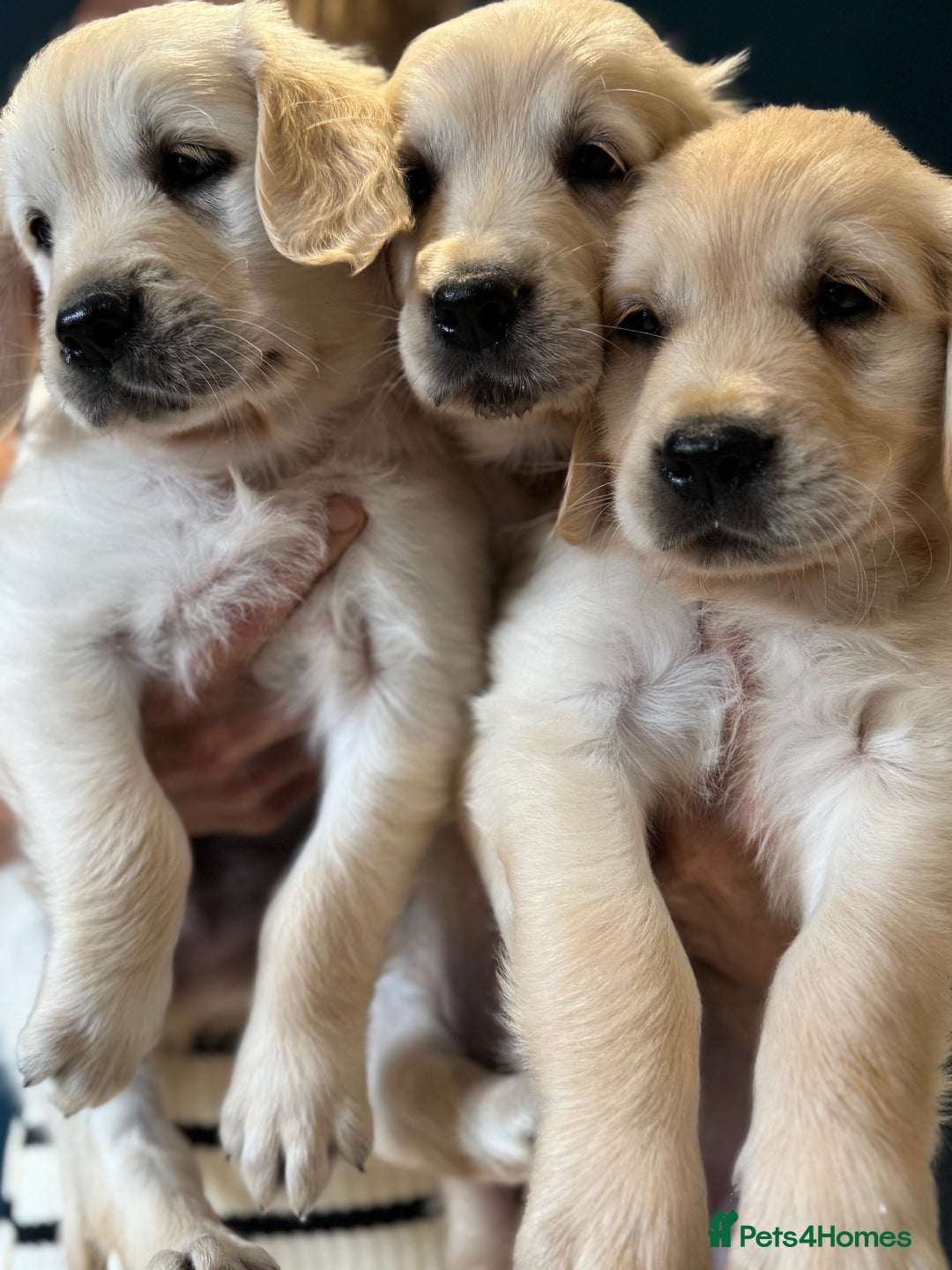 Golden Retriever dogs for sale: 9 gorgeous golden retriever pups  - Image 8