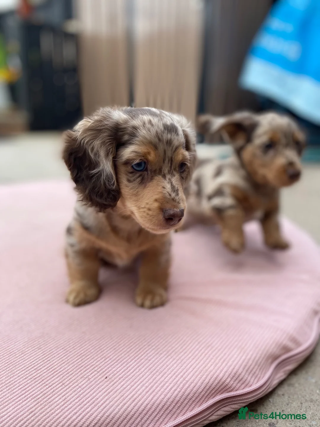 Miniature Dachshund dogs for sale: Miniature long haired dachunds  - Advert 2