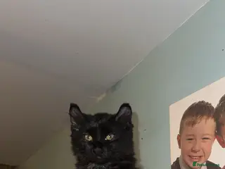 Mixed Breed cats Unique American curl Sphynx kitten ready to go now - Advert 2