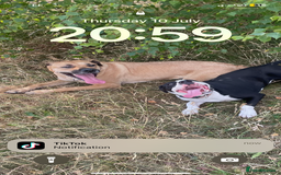 Mixed Breed dogs for sale: Bulldog cross  - Image 18