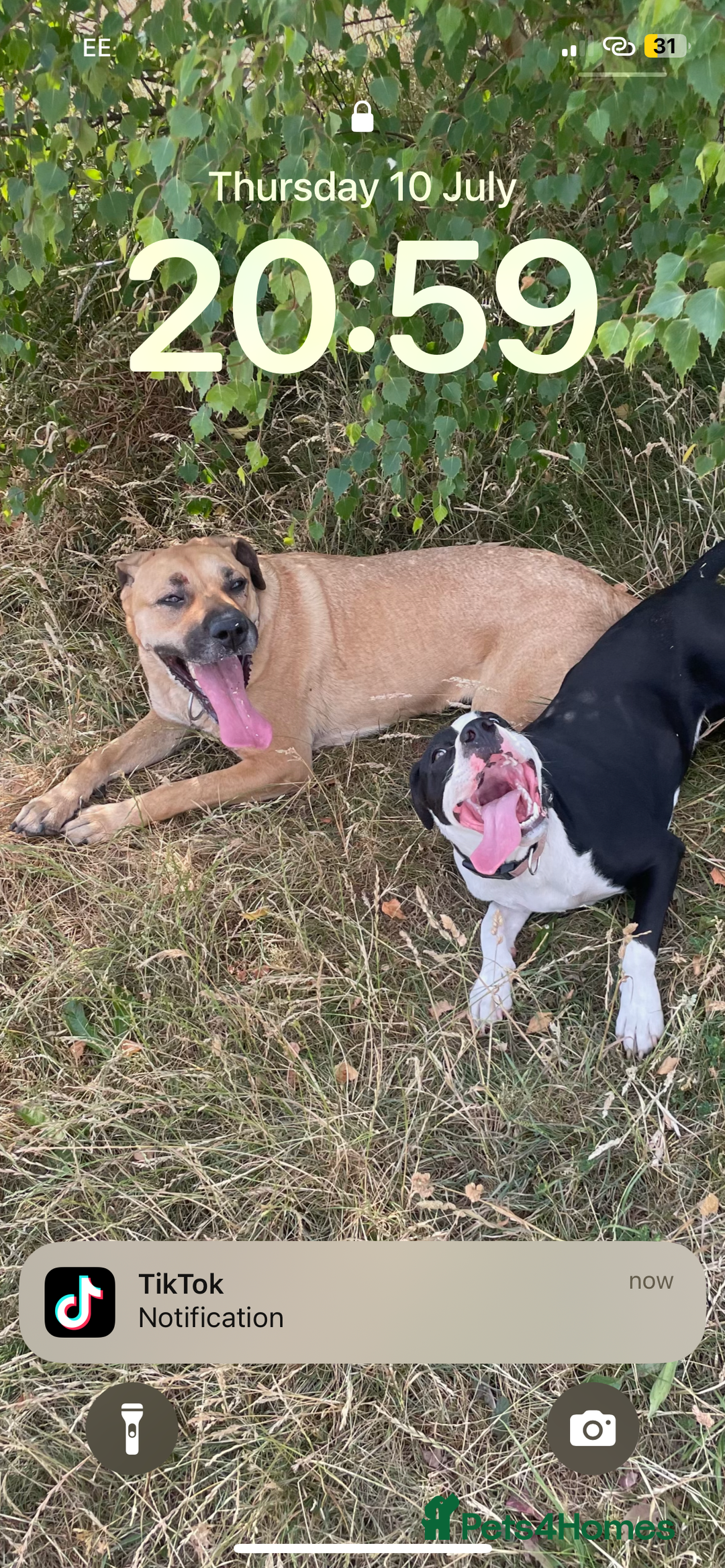 Mixed Breed dogs for sale: Bulldog cross  - Image 18