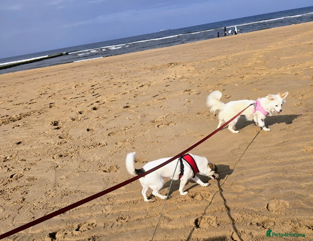 Mixed Breed dogs for adoption: Meet Raisin (aka April) - Image 3