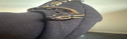 Snake reptiles for sale: Royal ball python ( orange dream) - Advert 5