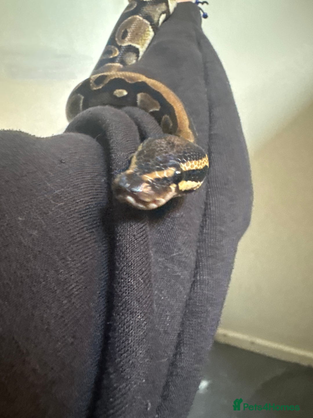 Snake reptiles for sale: Royal ball python ( orange dream) - Advert 5