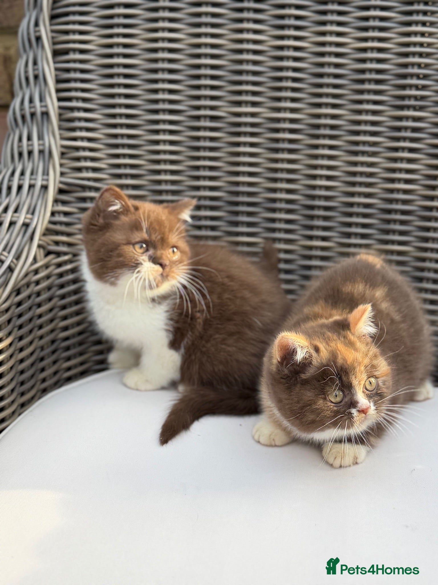 British Shorthair cats FULL PEDIGREE REGISTERED BSH - Advert 1
