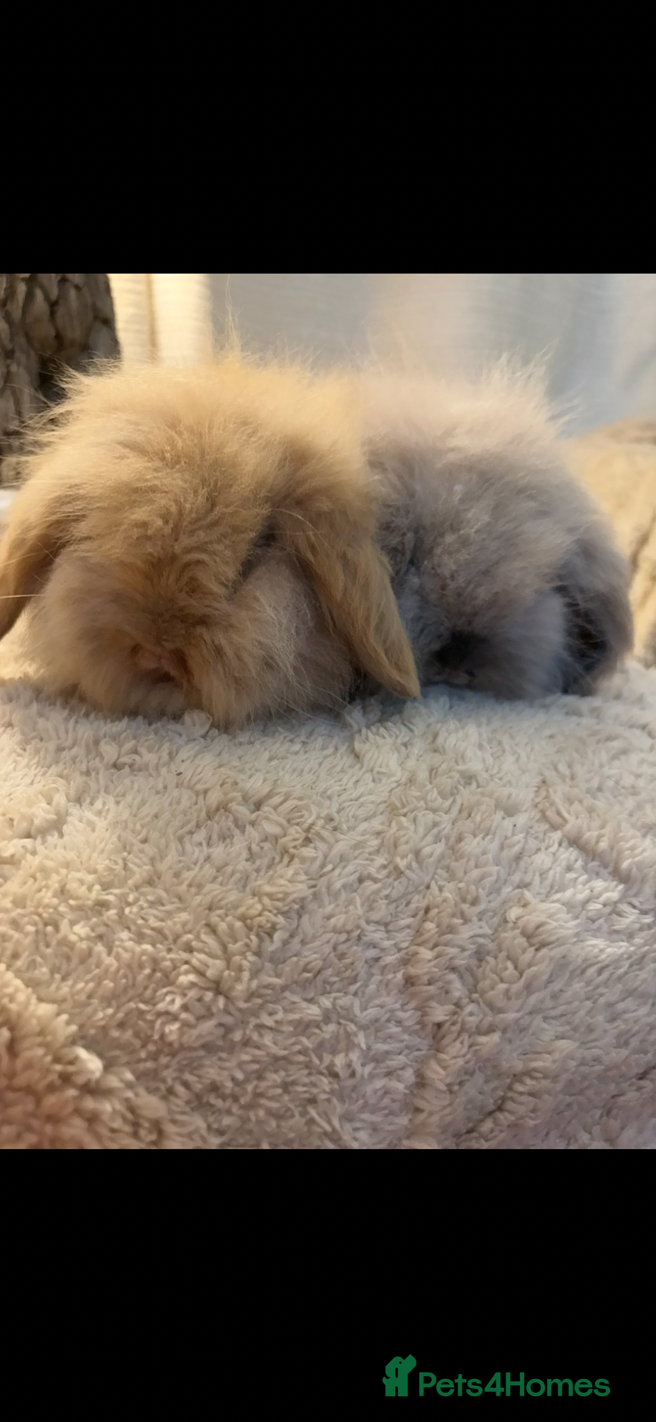 Mini Lion Lop rabbits for sale: Fluffy double mane mini lion lop bunny rabbits - Advert 10