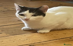 Mixed Breed cats for sale: Gentle and loving cat for sale - Image 3