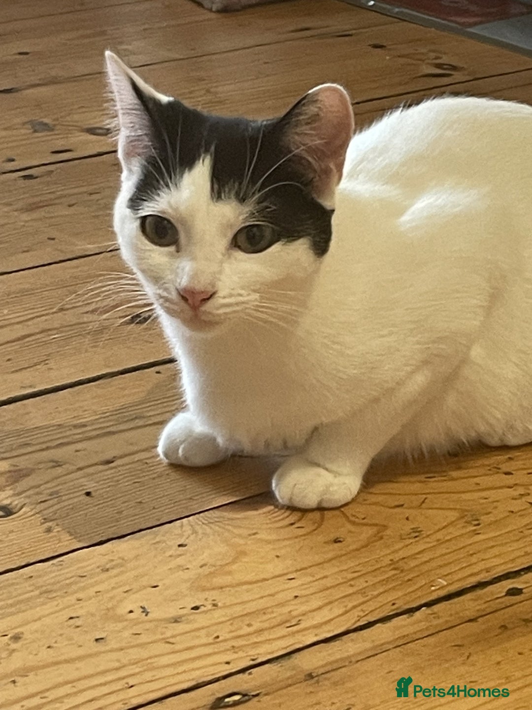 Mixed Breed cats for sale: Gentle and loving cat for sale - Image 3