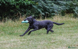 Labrador Retriever dogs for stud: FTCH sired superb lines absolute gent  in Droitwich - Image 29