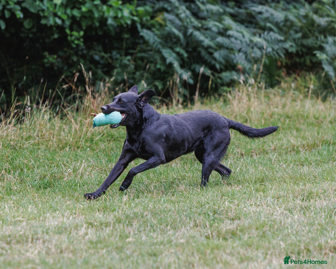 Labrador Retriever dogs for stud: FTCH sired superb lines absolute gent  in Droitwich - Image 29