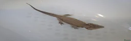 Bearded Dragon reptiles for sale: Bearded dragon male 2 years - Advert 2