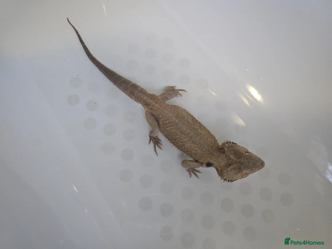 Bearded Dragon reptiles for sale: Bearded dragon male 2 years - Advert 2