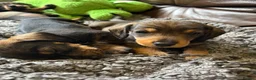 Dachshund dogs for sale: Irresistible miniature Dachshunds  in Malpas - Advert 9