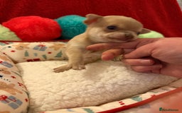 Chihuahua dogs for sale: Tiny apple head chihuahuas - Image 31