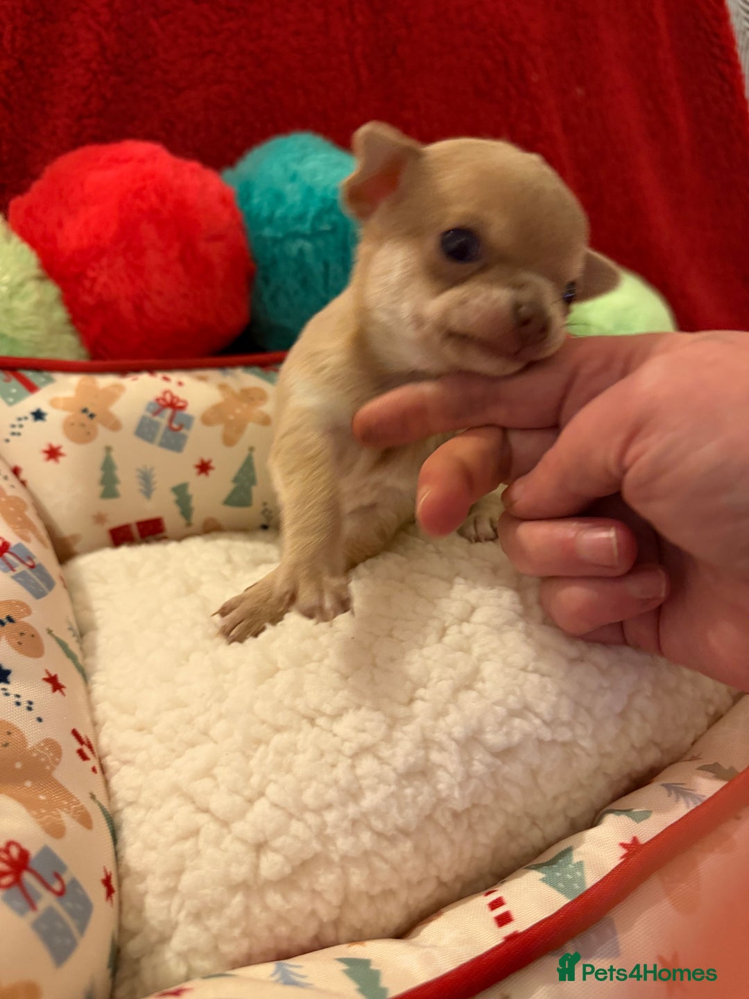 Chihuahua dogs for sale: Tiny apple head chihuahuas - Image 31