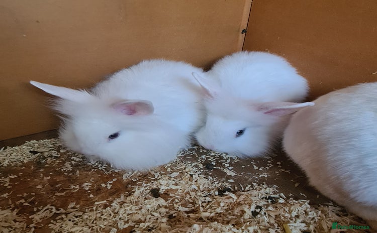 Mini Lion Lop rabbits - Advert 1