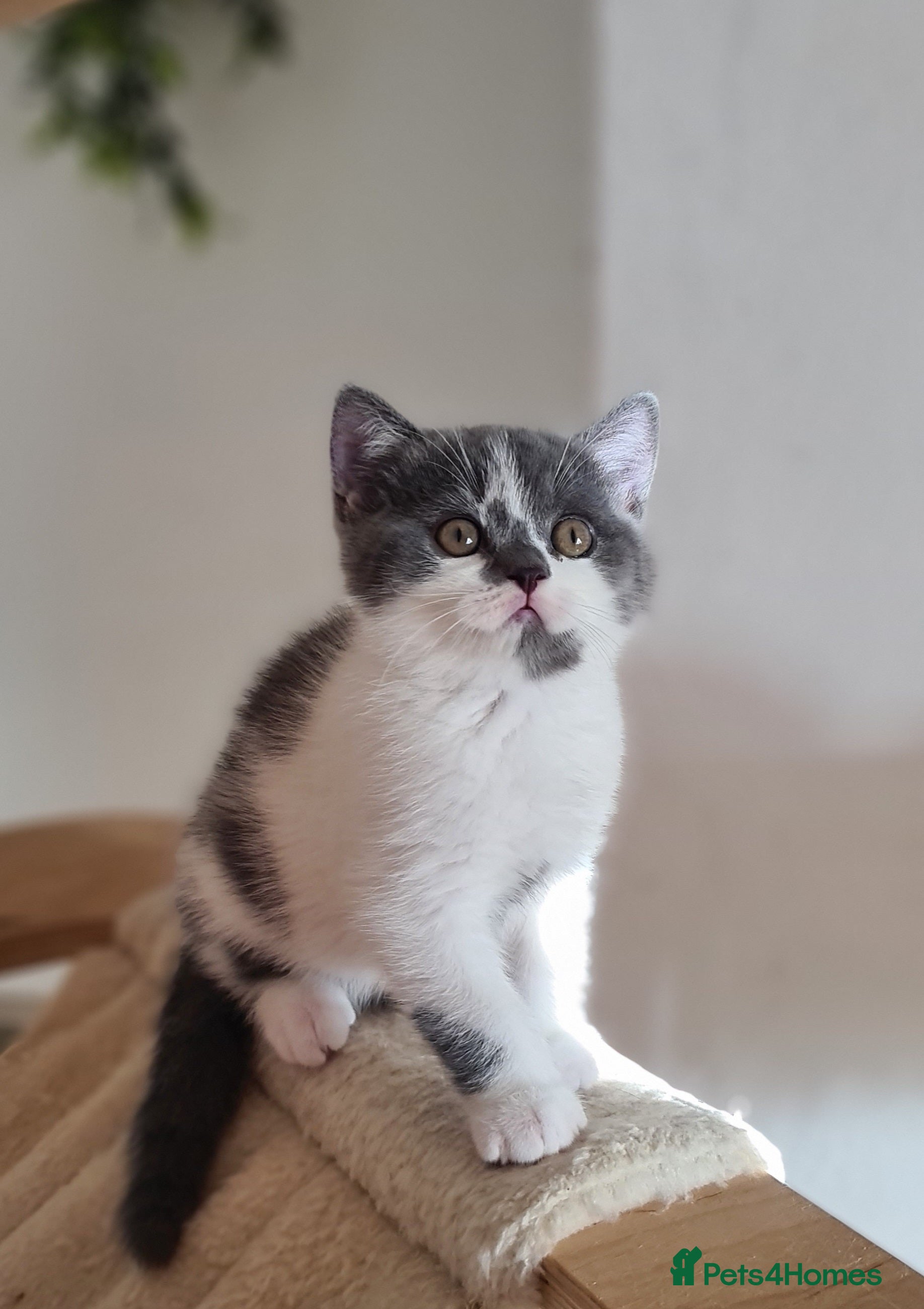 British Shorthair cats British ShortHair kittens GCCF  - Advert 14