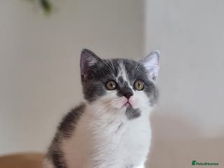 British Shorthair cats British ShortHair kittens GCCF - Advert 14