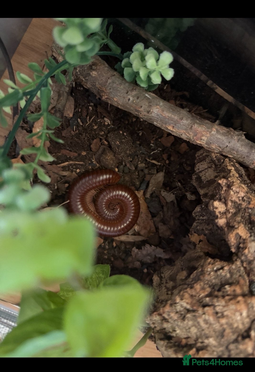 Millipedes invertebrates Giant Millipedes - African & Chocolate - Advert 4