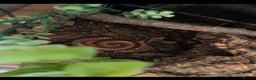 Millipedes invertebrates for sale: Giant Millipedes - African & Chocolate - Advert 1
