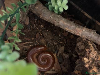 Millipedes invertebrates Giant Millipedes - African & Chocolate - Advert 2