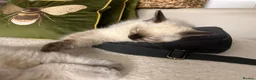 Ragdoll cats for sale: Adorable, Purebred GCCF Registered Ragdoll Kittens in London - Advert 20