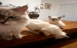 Siberian cats for sale: Three Siberian kittens!! - Image 1