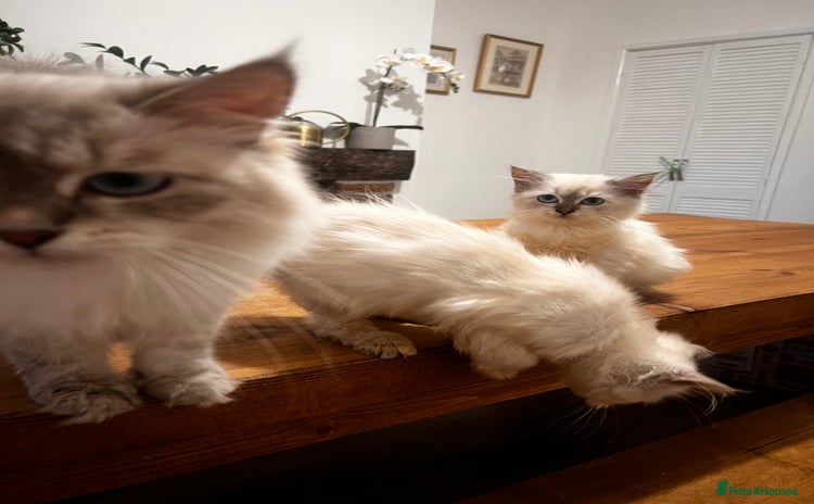 Siberian cats - Advert 1